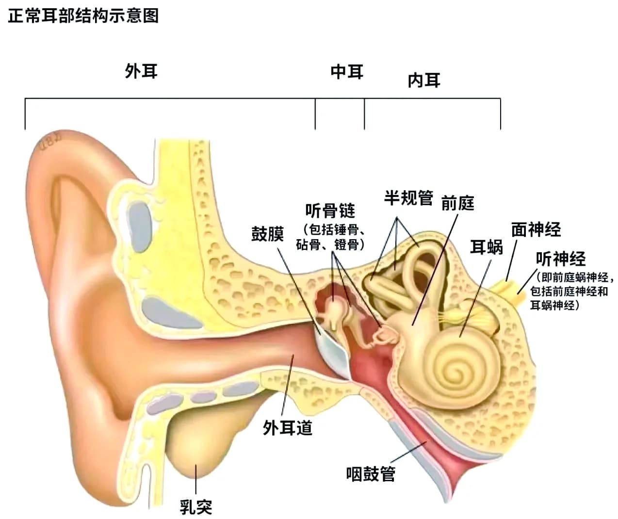 耳鼻喉科临床声学基础知识（测听室、听力设备、隔声屏蔽、临床测听通用版）（最终解释权归麦迪生所有）